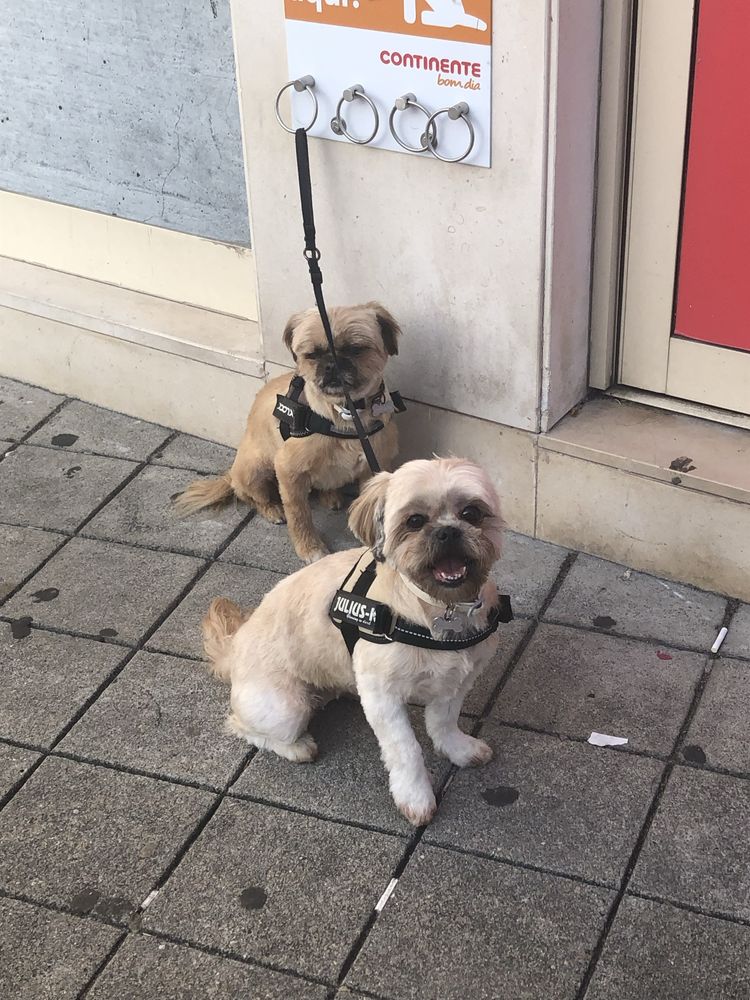 Petsitter e pet walker no Porto