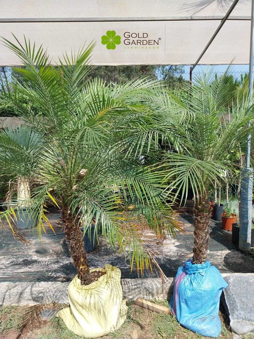 Palmeiras Phoenix várias alturas disponíveis!