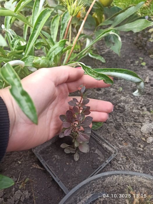 Барбариси Тунберга