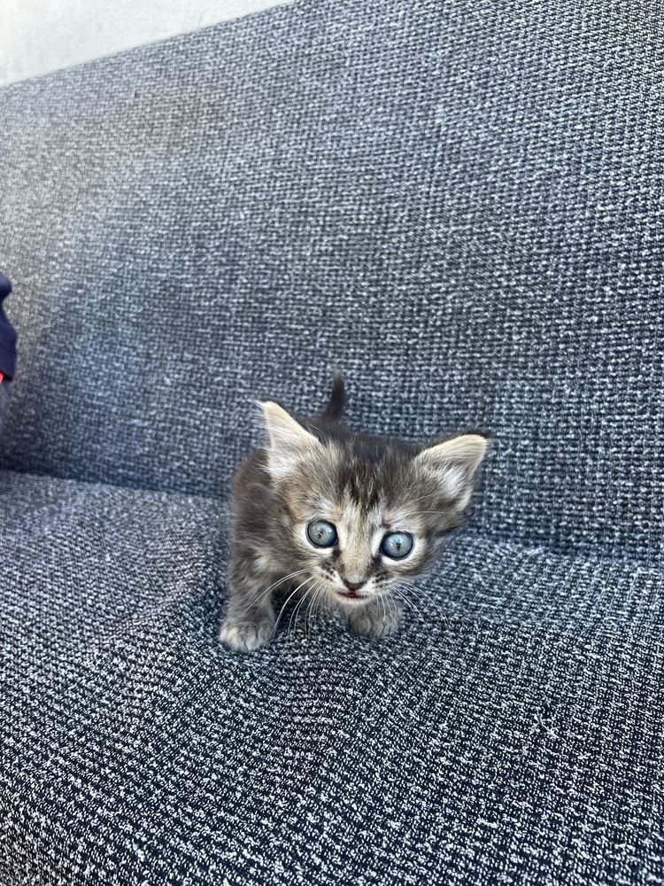 Котики шукають родину