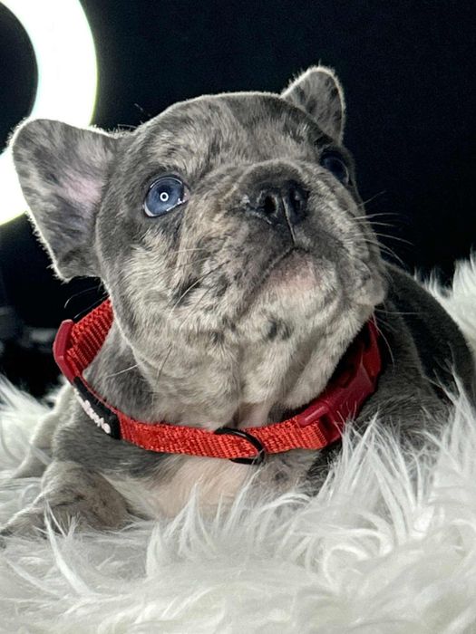 Buldog francuski Piesek