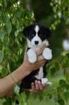 Welsh corgi cardigan FCI suka tricolour