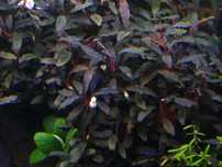 Planta aquário Bucephalandra 'Kedagang'