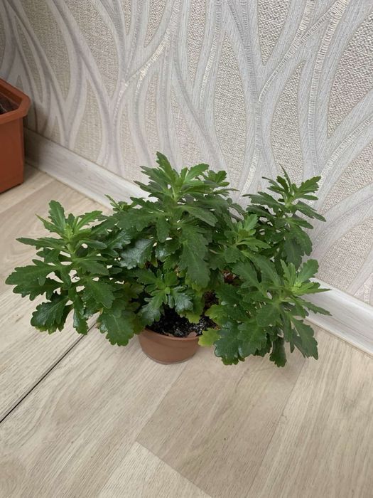 Бегония, фиалка, сансевиерия, хлорофитум, фикус и др.