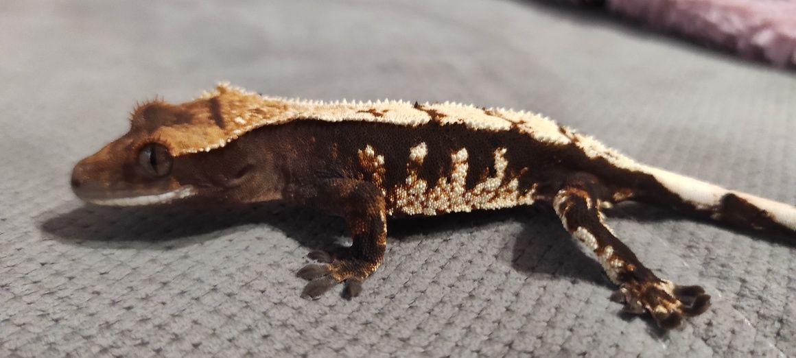 Gekon orzesiony crested gecko