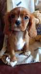Cavalier King Charles spaniel