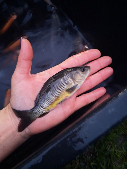 Karp narybek 10-14cm Amur,Jesiotr