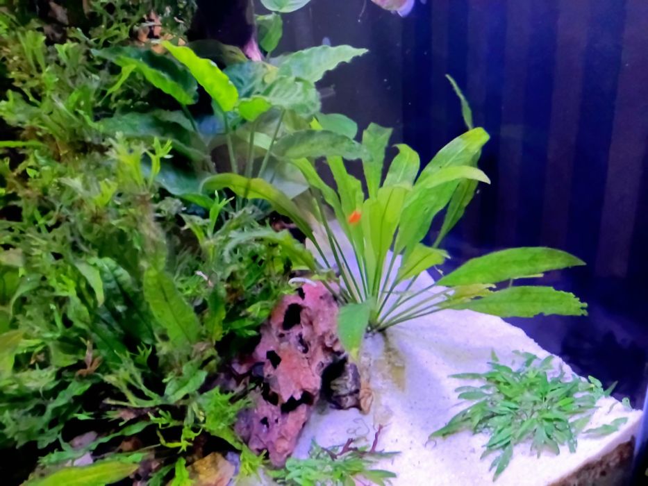 Sprzedam ryby rośliny i podłoże