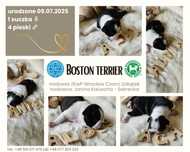Boston terrier ZKwP