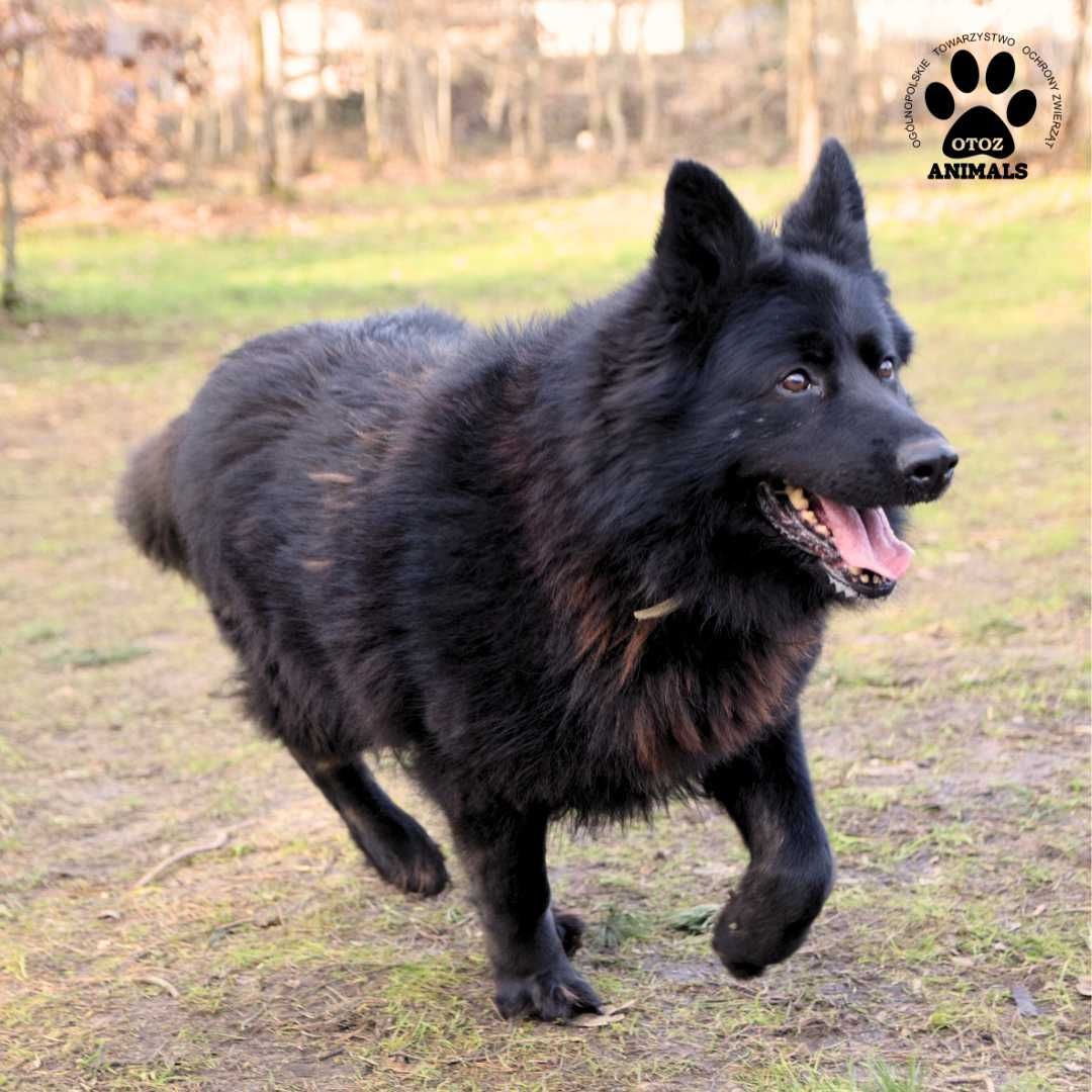 Piękna Jadzia szuka kochającego domu!