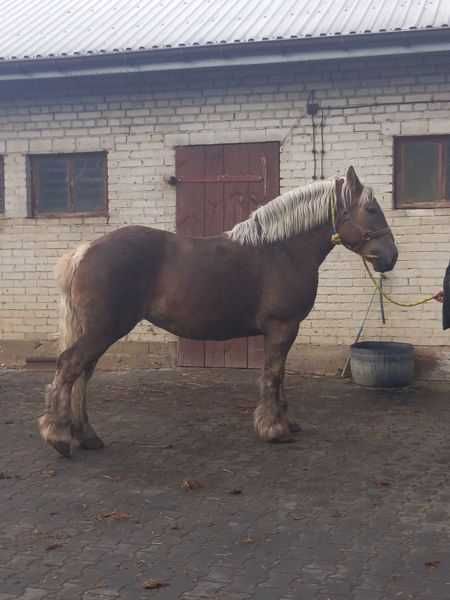 Zmieni właściciela