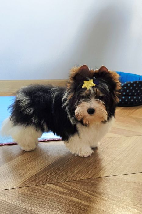 Piękny wzorcowy piesek 100% Biewer chłopak gęsty włos Yorki