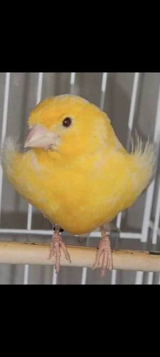 Canário novo avô amarelo