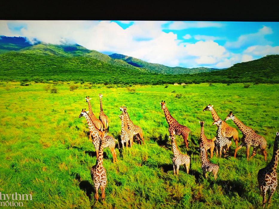 Samsung 55"(2020)