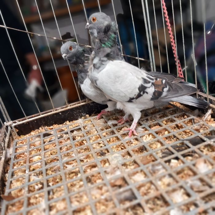 Gołebie Ozdobne Mefki Chińskie