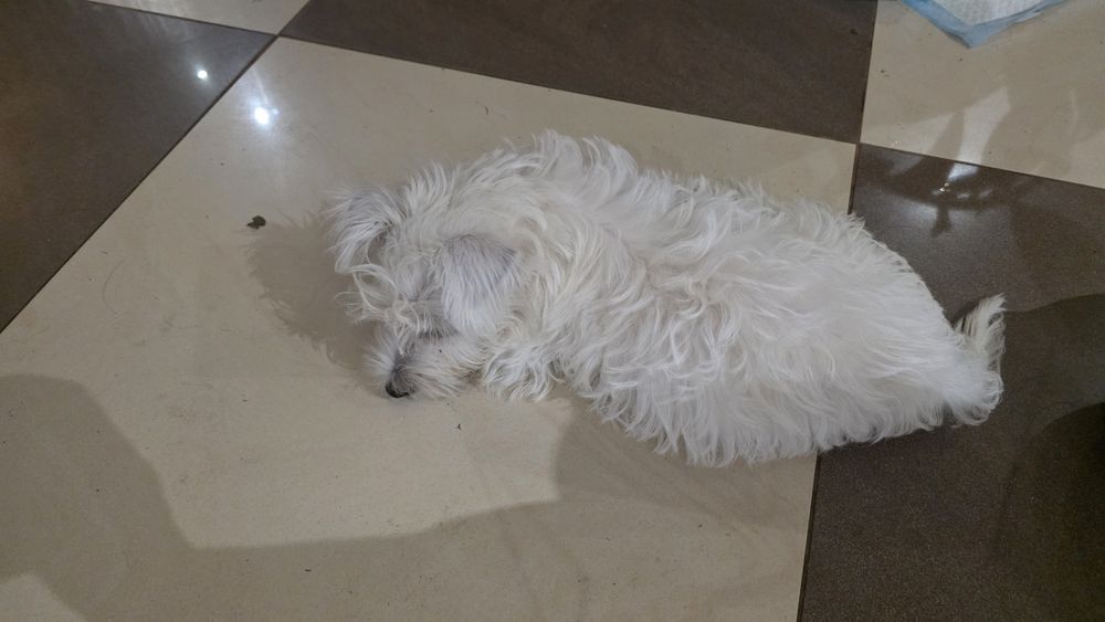 Piesek czeka na nowy dom West Highland White Terrier