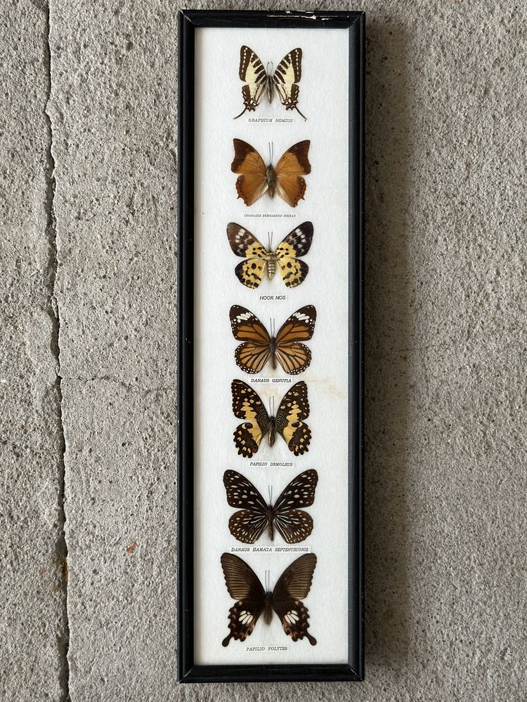 Kolekcja motyli w gablotach za szklem do powieszenia MOTYLE VINTAGE