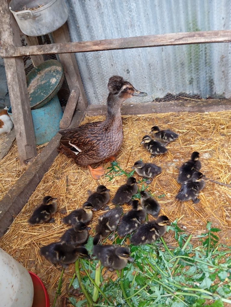 Patos Rouen (pode ou não ter polpa)