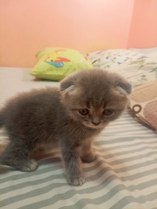 Продам веслоухих котят