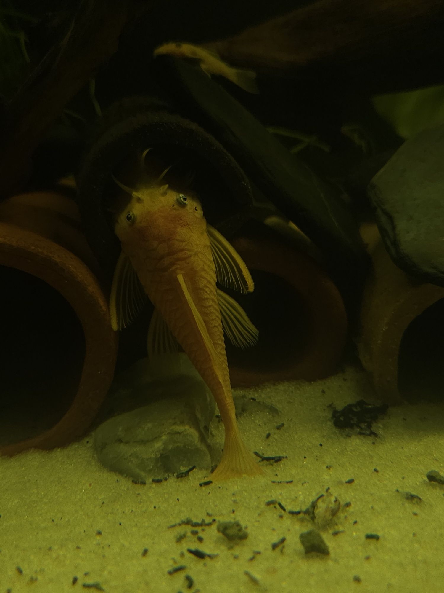 Ancistrus sp. Lemon blue eyes