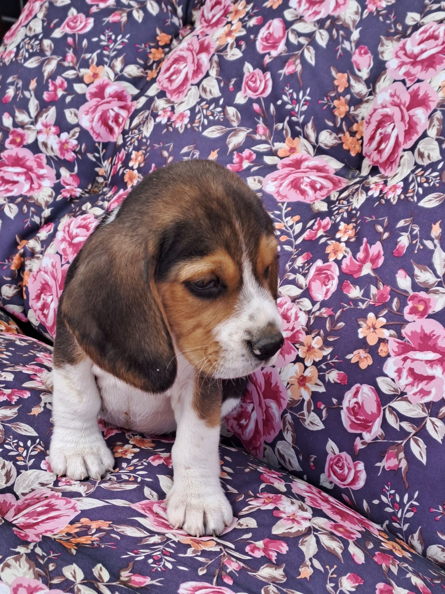 Sunia beagle z rodowodem.