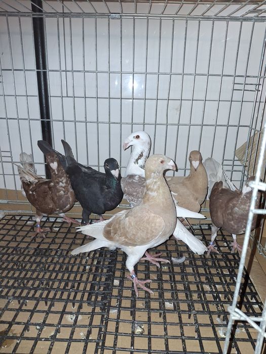 Gołebie Rzeszowskie