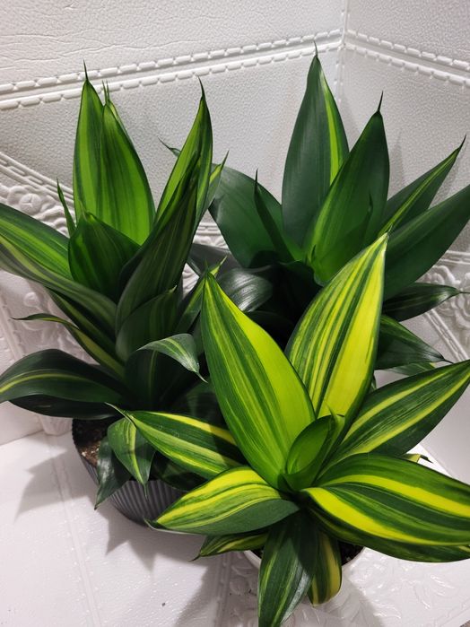 Сансевиерия хани Green mould variegated  sansevieria сансевієрія