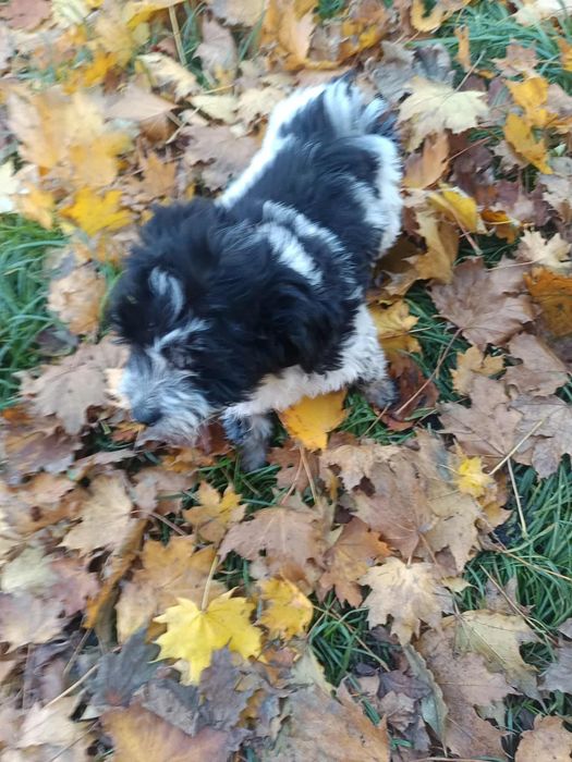 Hawańczyk szuka nowego domu