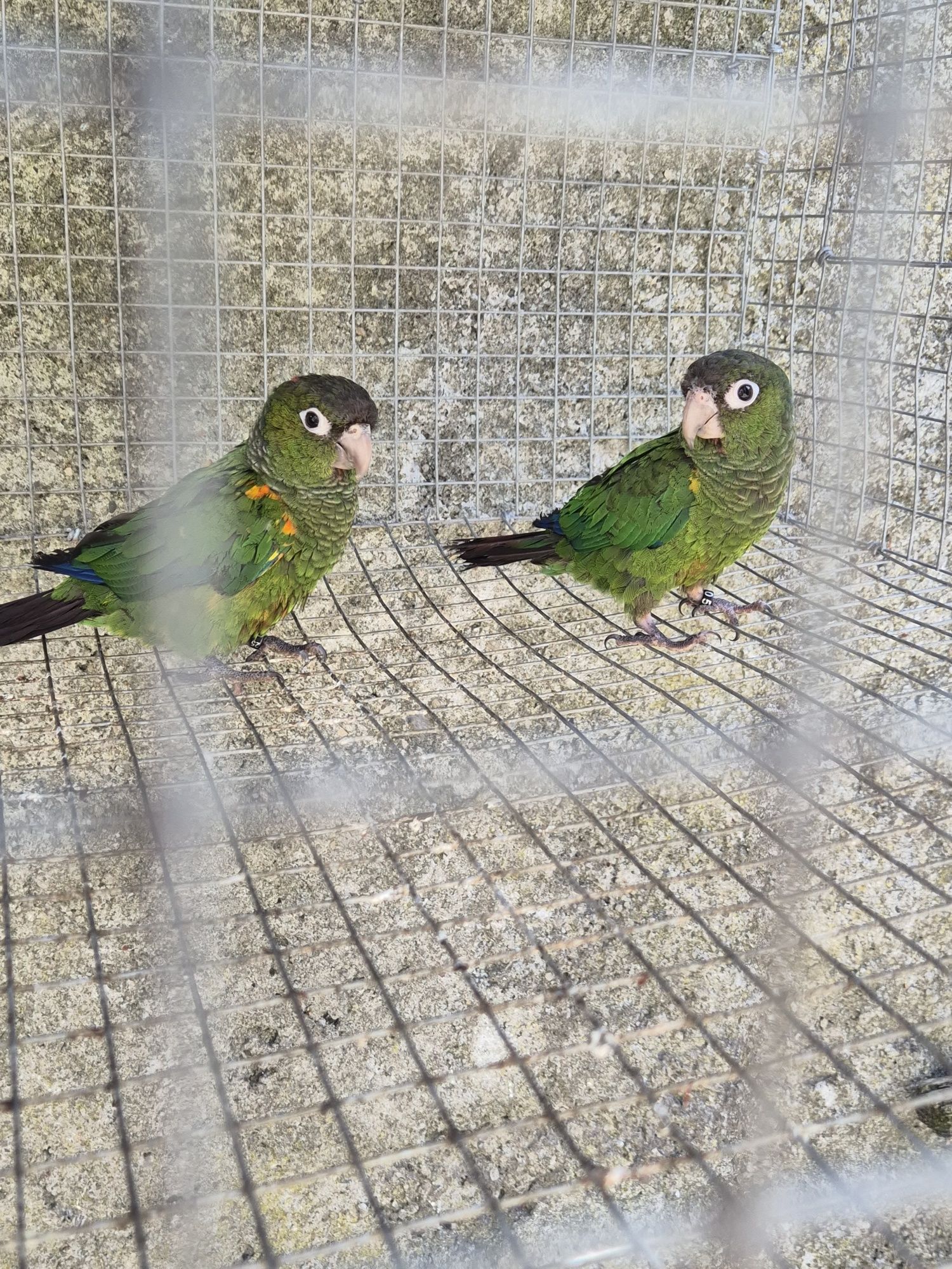 Pyrrhuras Egregias