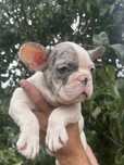Bulldog frances Menino