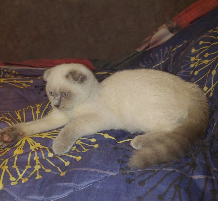 Скоттиш фолд Девочка
