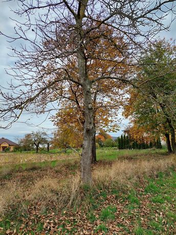 Drzewo Orzech Włoski ponad 40 letnie