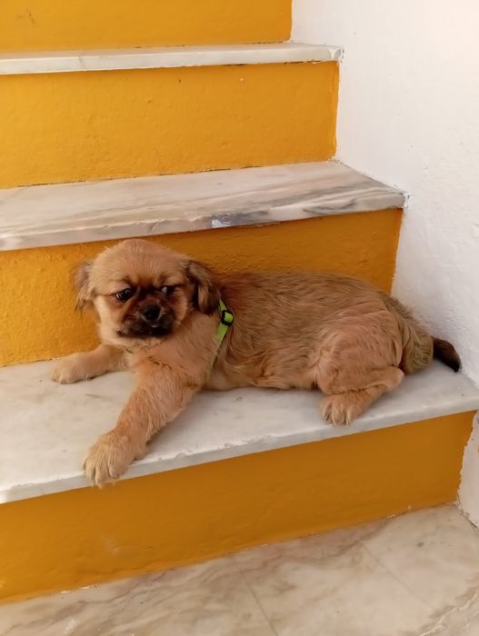 Pequines Castanho Macho Criadora Registada PT 3088 FL