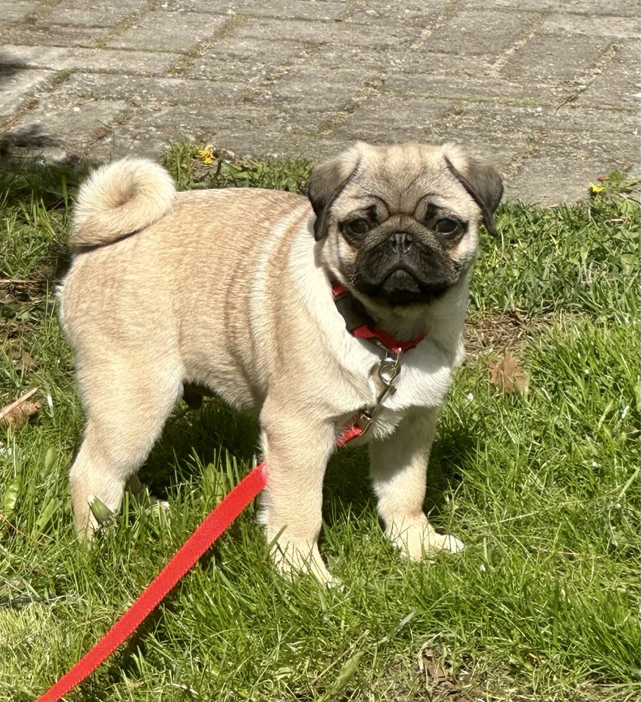 Mops szczeniak ZKwP gotowy do odbioru