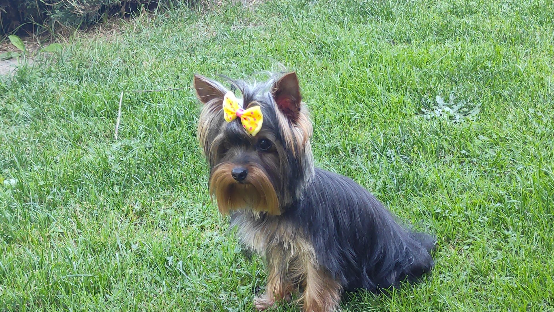 Yorkshire terrier z rodowodem i paszportem