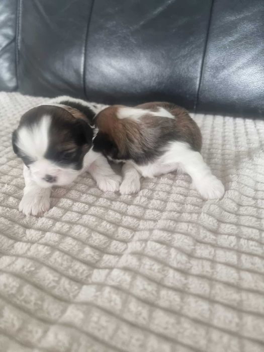 Shih Tzu tricolor szczeniak