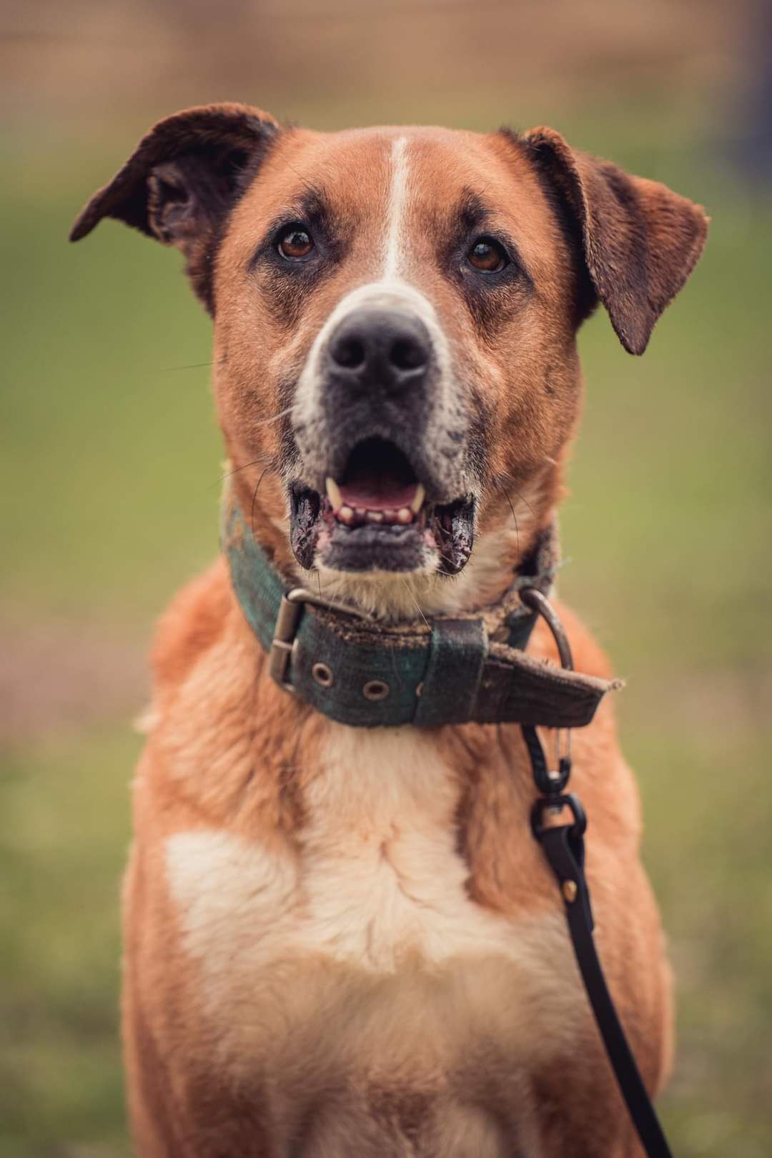 Scooby szuka domu