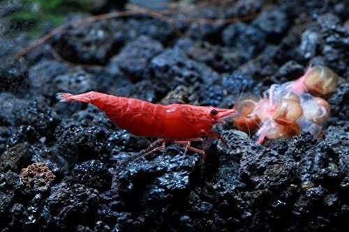 Krewetka Red Cherry/Red Sakura - NASZA HODOWLA - Sklep Zoo ALTUM