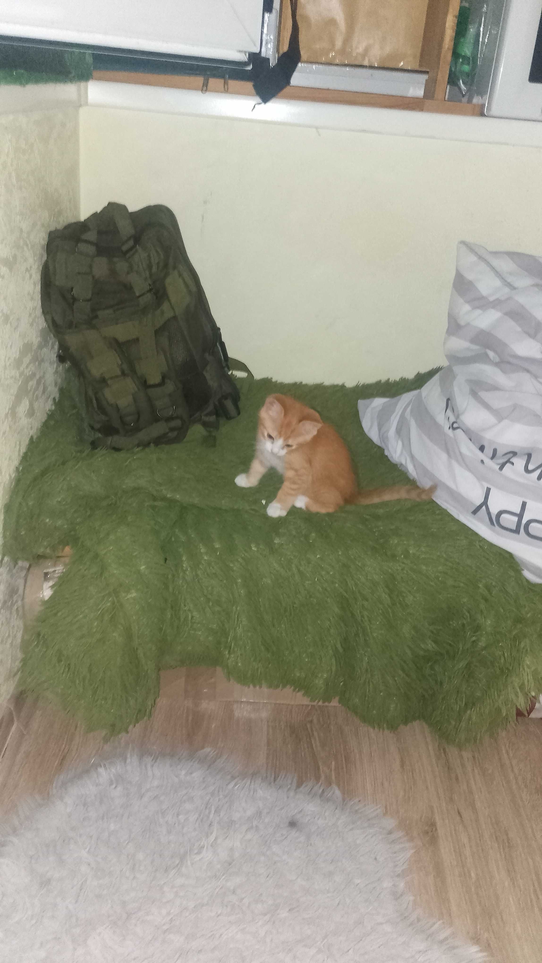Тварини котята,хлопчики.