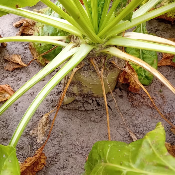 Buraki pastewne kolorowe