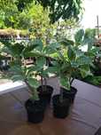 Datura, brugmansia, variegata Maya