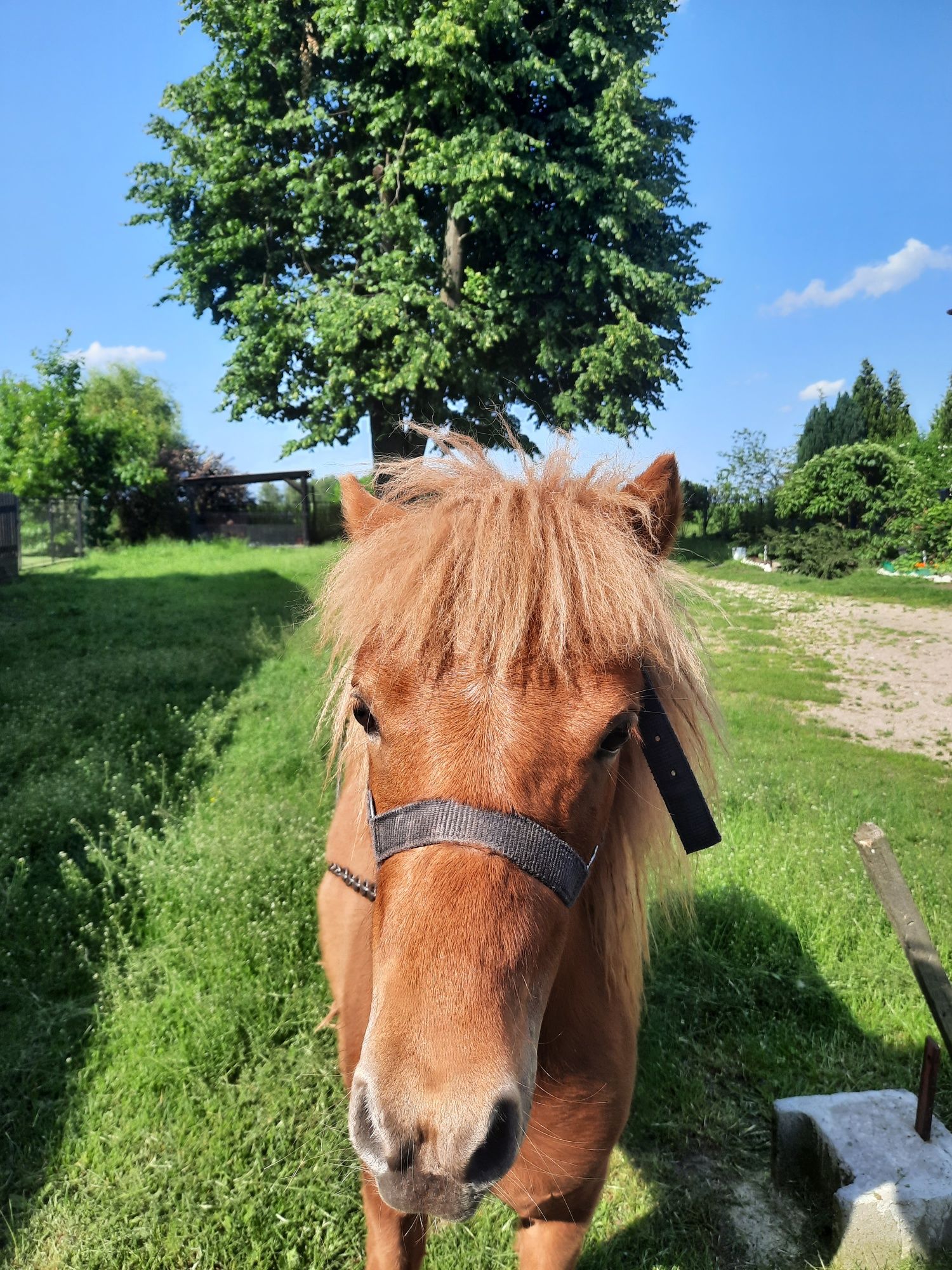 Kucyk ogierek kasztanowy