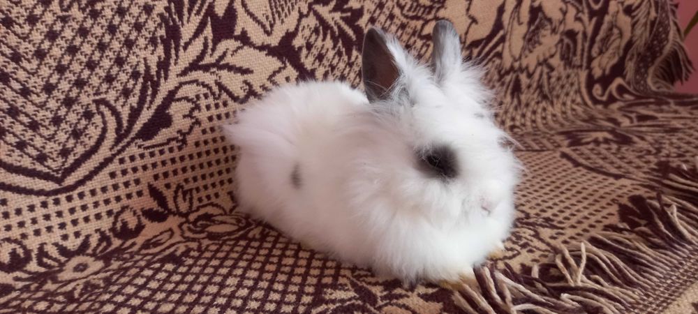 Słodki króliczek angora angielska