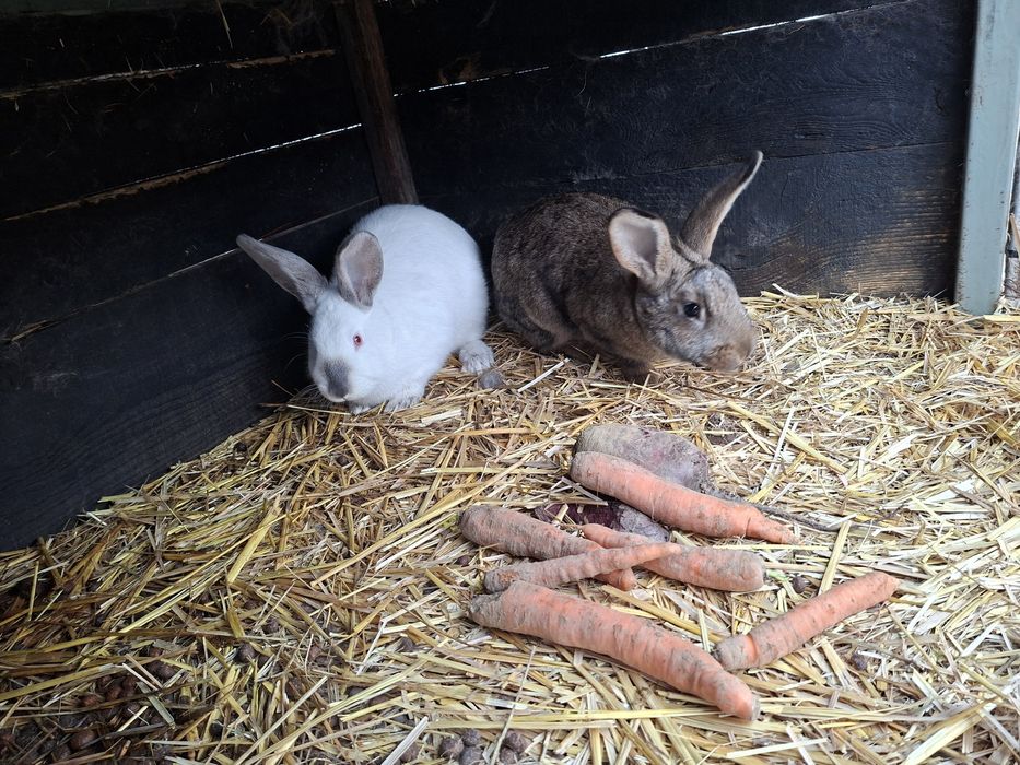 Króliki samiec belg i młode mieszańce