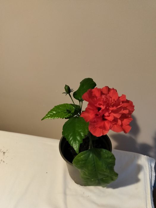 Hibiskusy doniczkowe