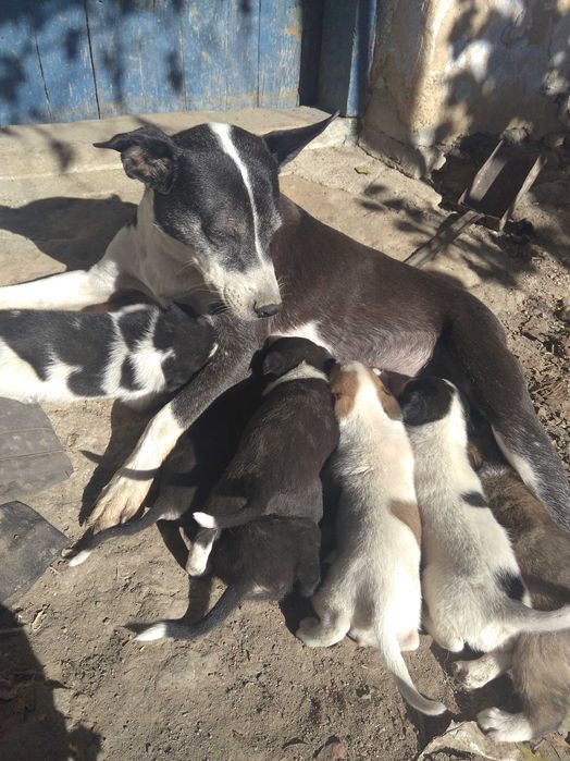 цуценята. песики . місячного віку