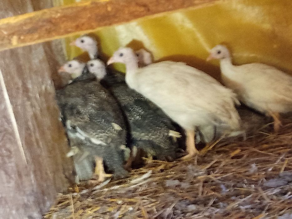 Perliczki kolorowe 4 miesiące nadwyżka samice okolice Piątnicy