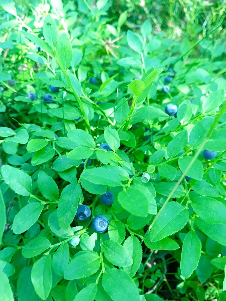 Sprzedam codziennie świeże jagody