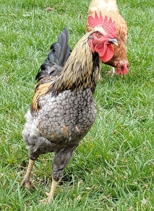 Koguty, kaczory młode