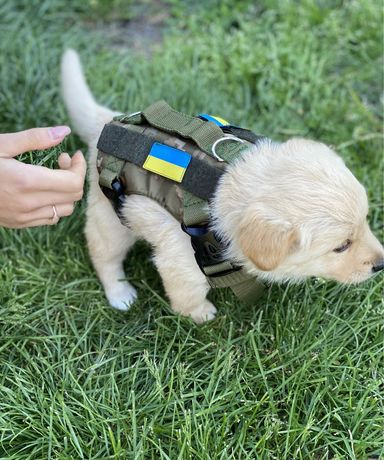 Одежда для собак - тактическая жилетка К9 на любую породу собак